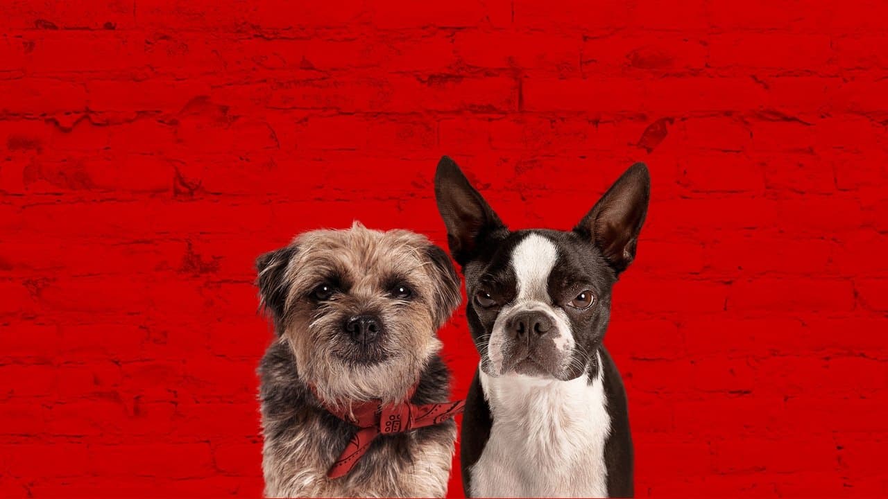 Strays still 1