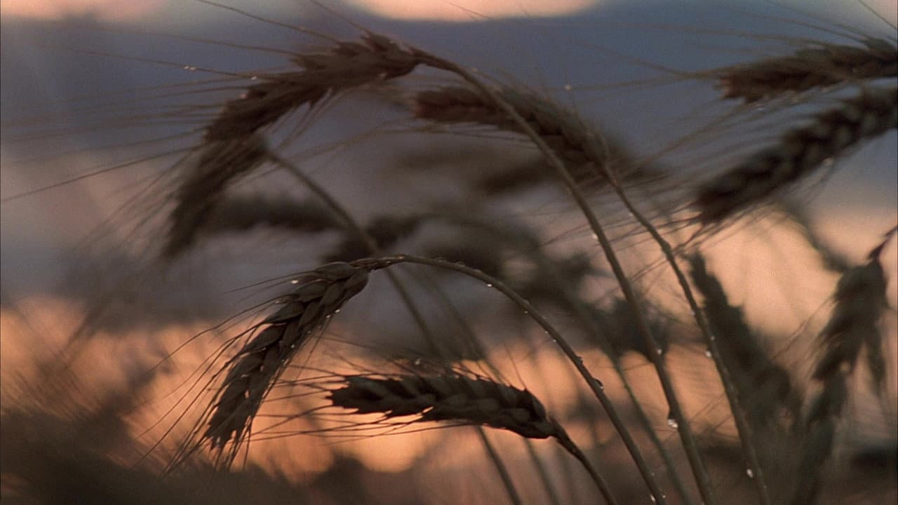 Days of Heaven still 4