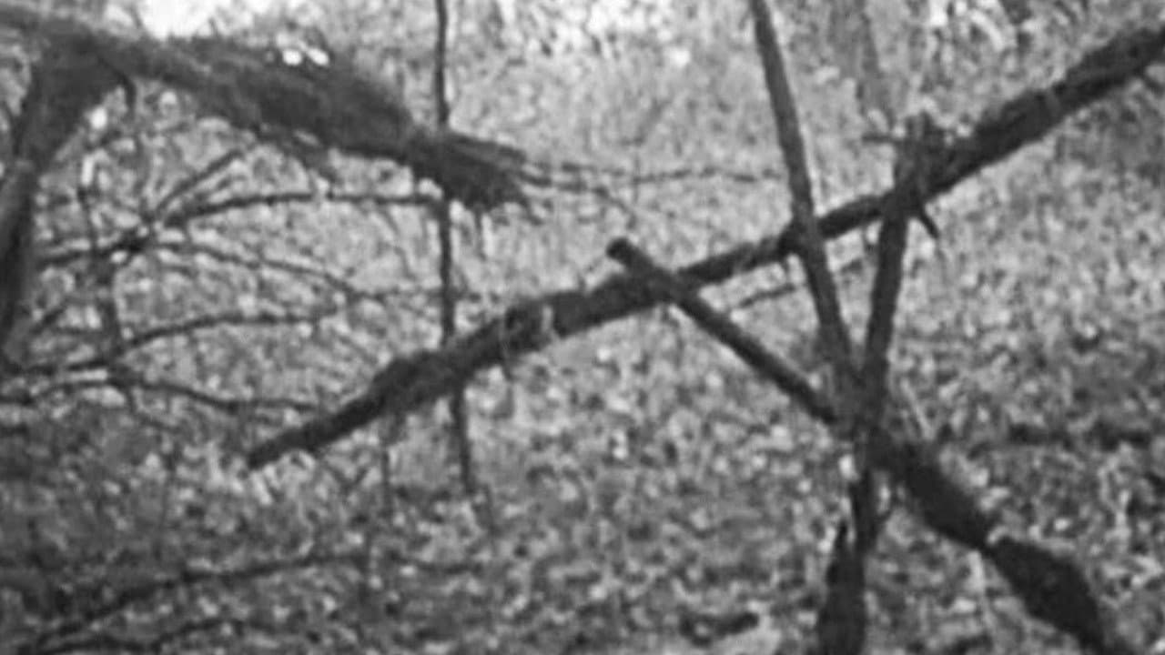 The Blair Witch Project still 3