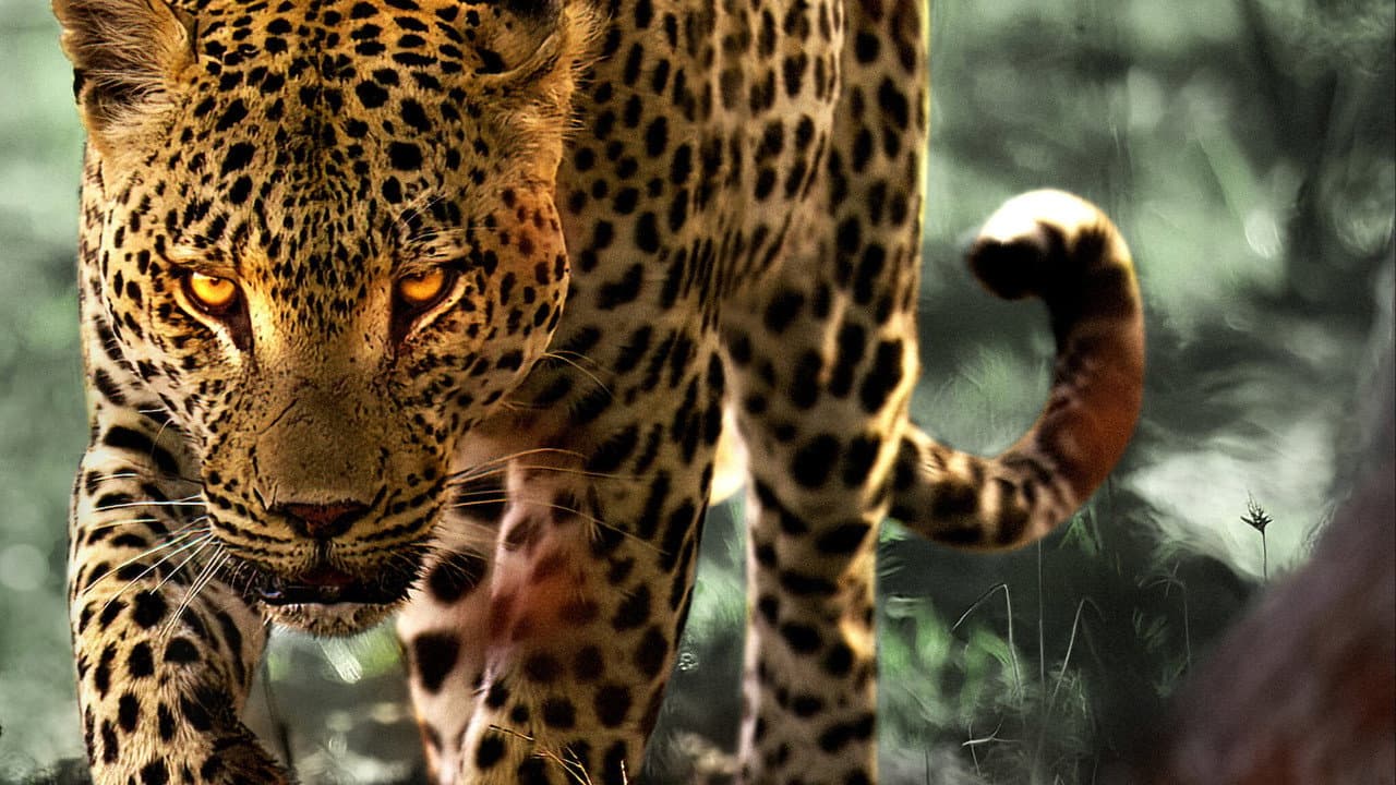 Living with Leopards still 3
