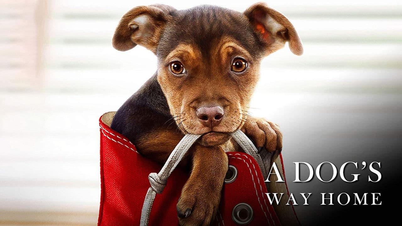 A Dog's Way Home still 7