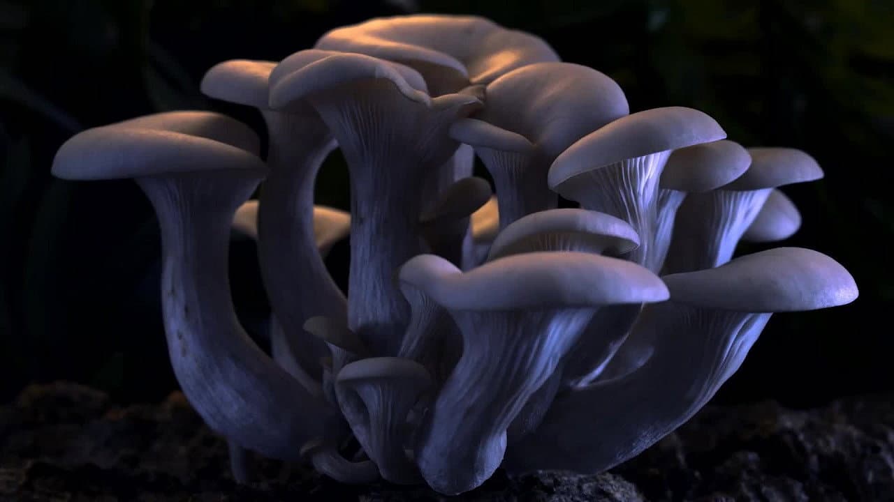 Fantastic Fungi still 5