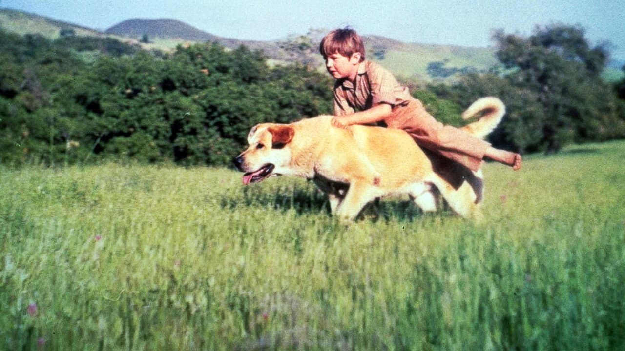 Old Yeller still 7