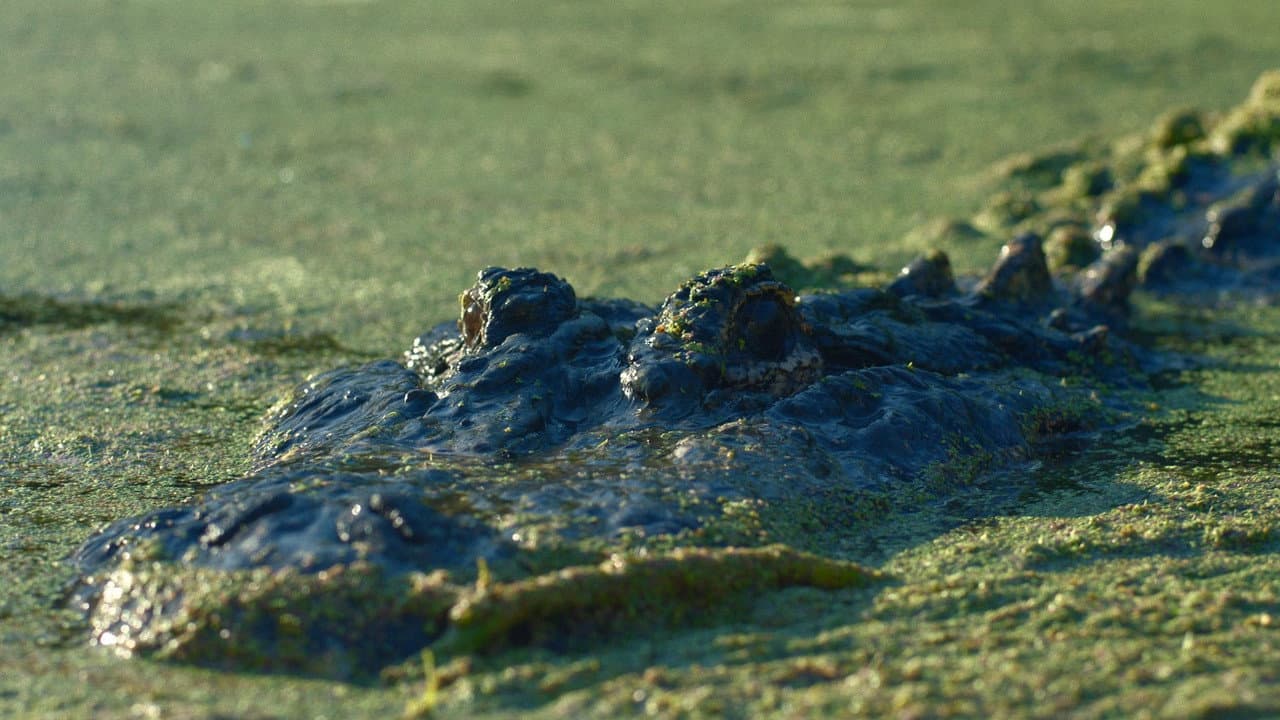 Gator Lake still 3