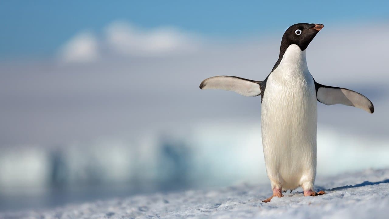 Penguins still 1