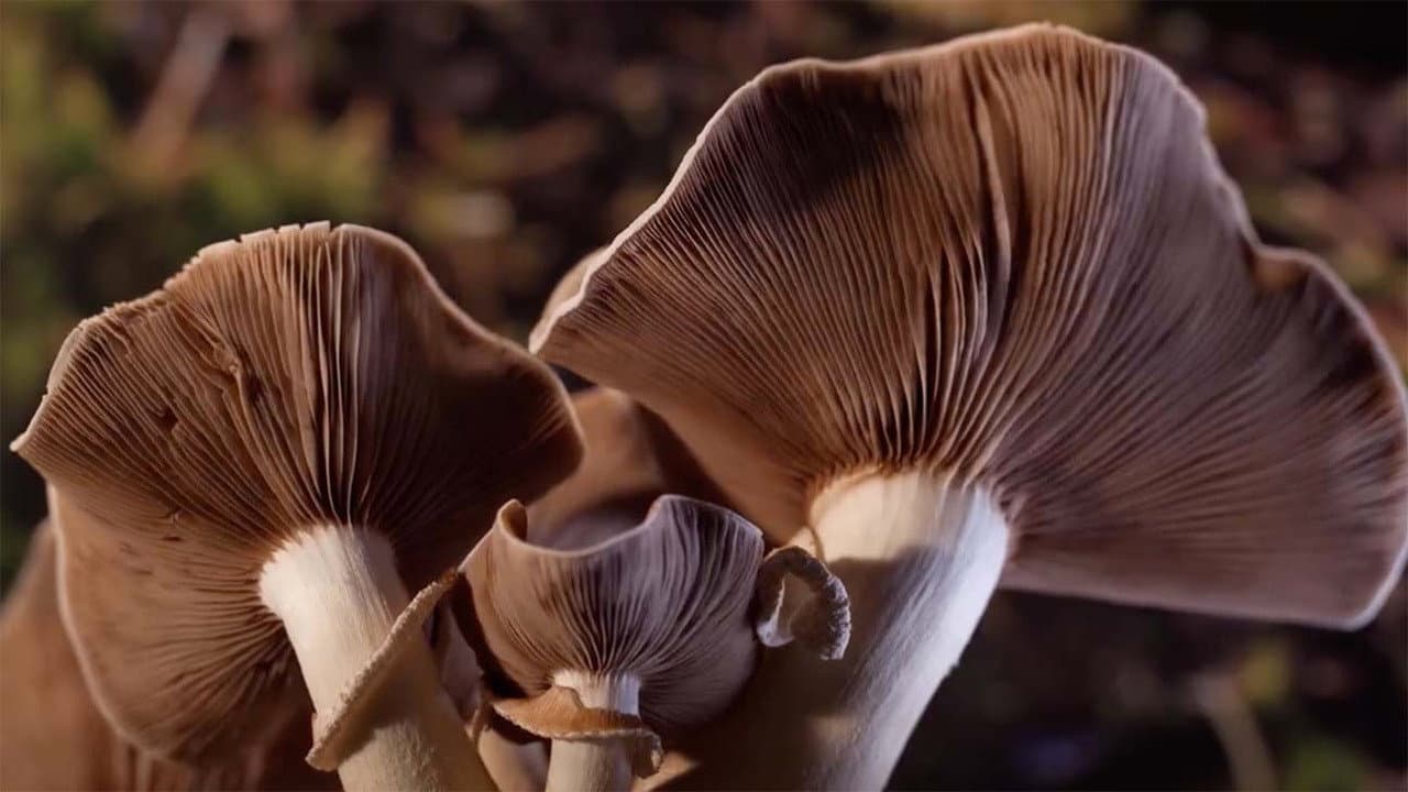Fantastic Fungi still 2