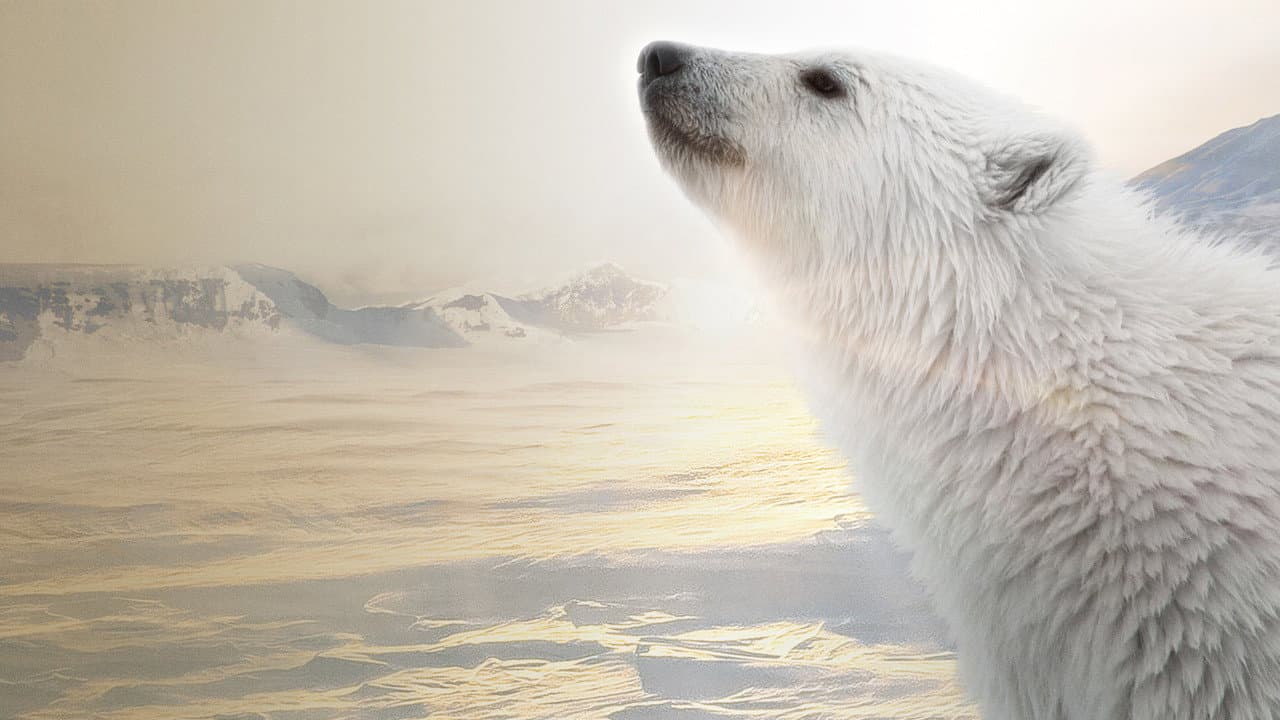 Polar Bear still 4