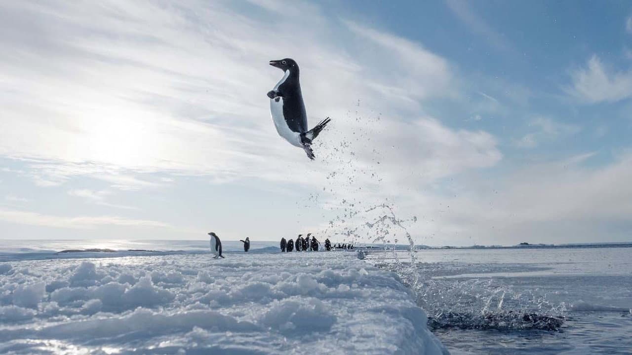 March of the Penguins 2: The Next Step still 3