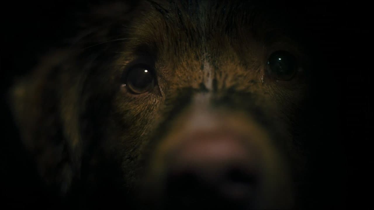 Good Boy still 5