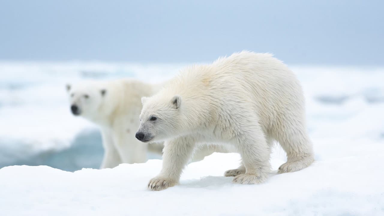 Polar Bear still 3