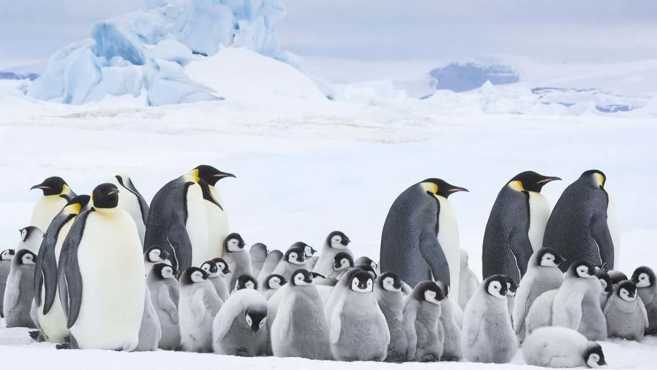 March of the Penguins 2: The Next Step still 2
