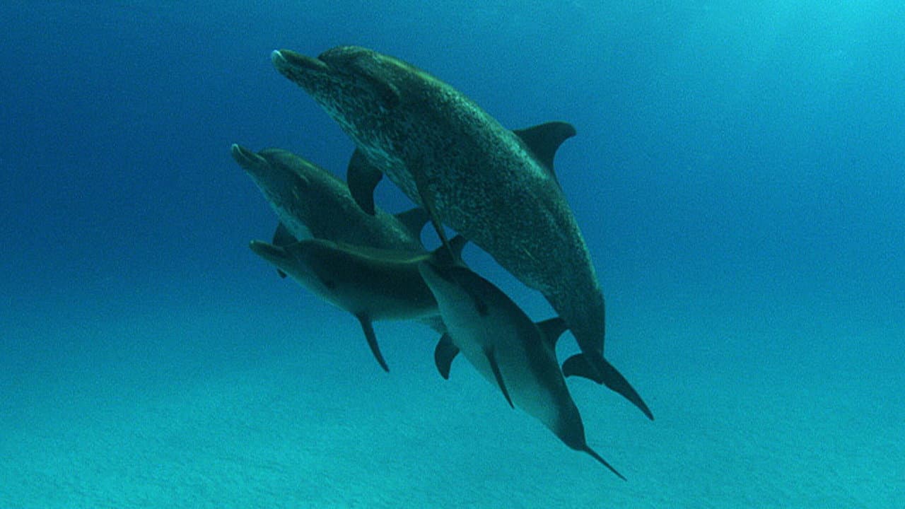 The Cove still 7