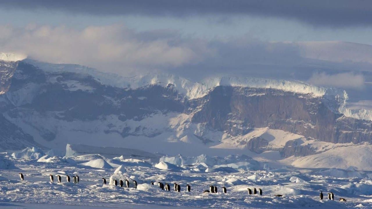 March of the Penguins 2: The Next Step still 1