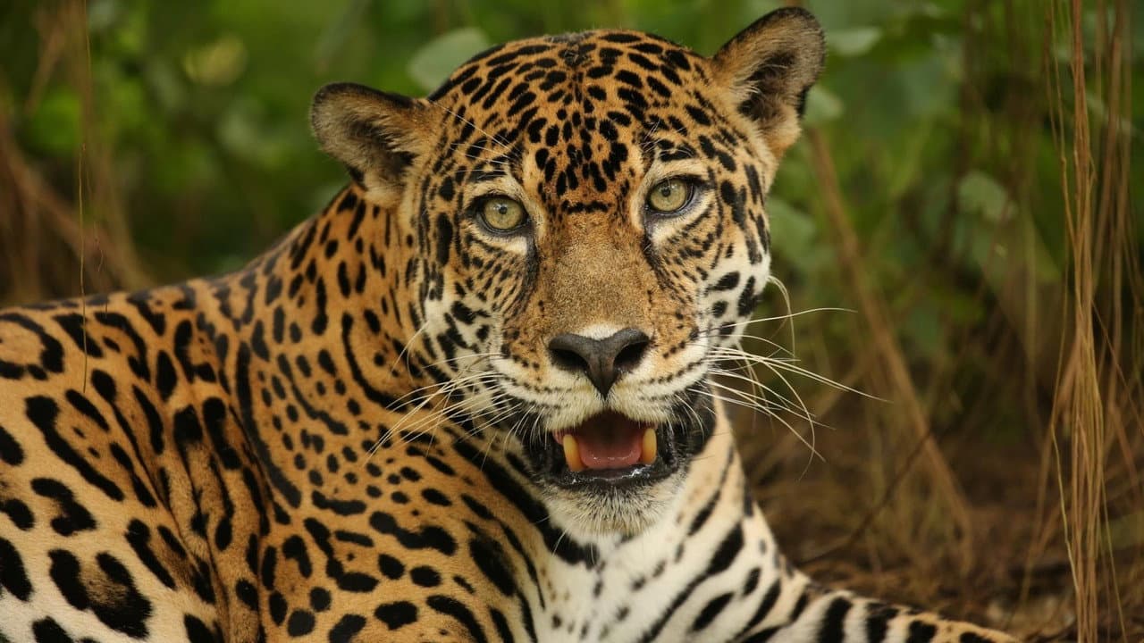 Nature Season 45 Review: PBS Wildlife Doc Still Soars still 5