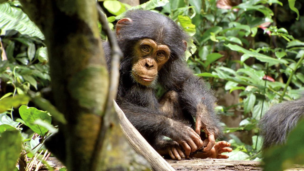 Chimpanzee still 4