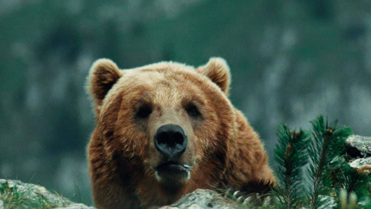 The Bear still 3