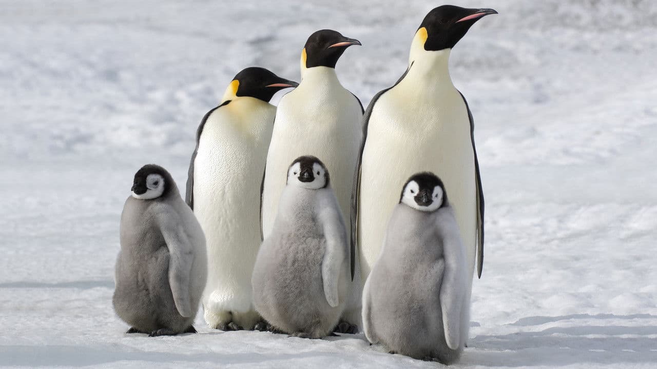 March of the Penguins 2: The Next Step still 4