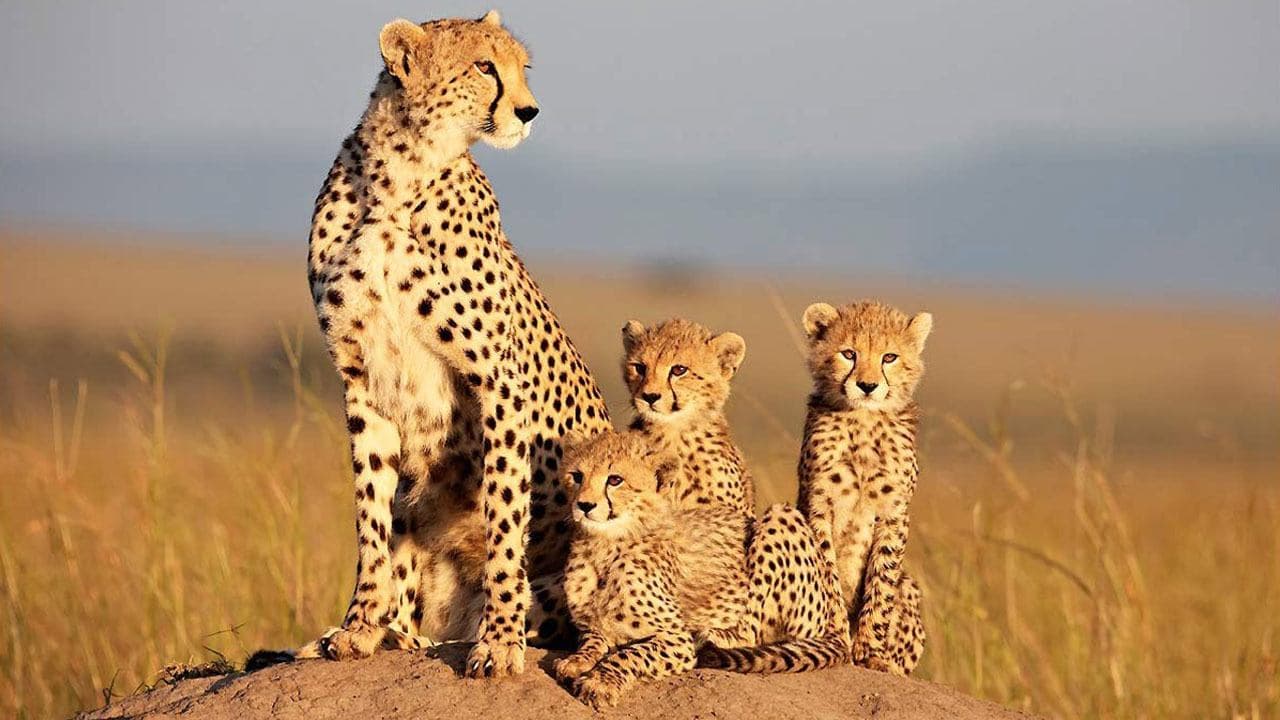 African Cats still 1