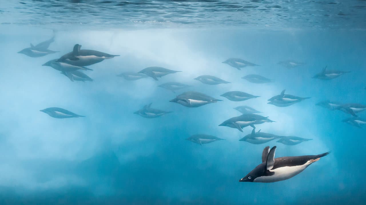 Penguins still 7