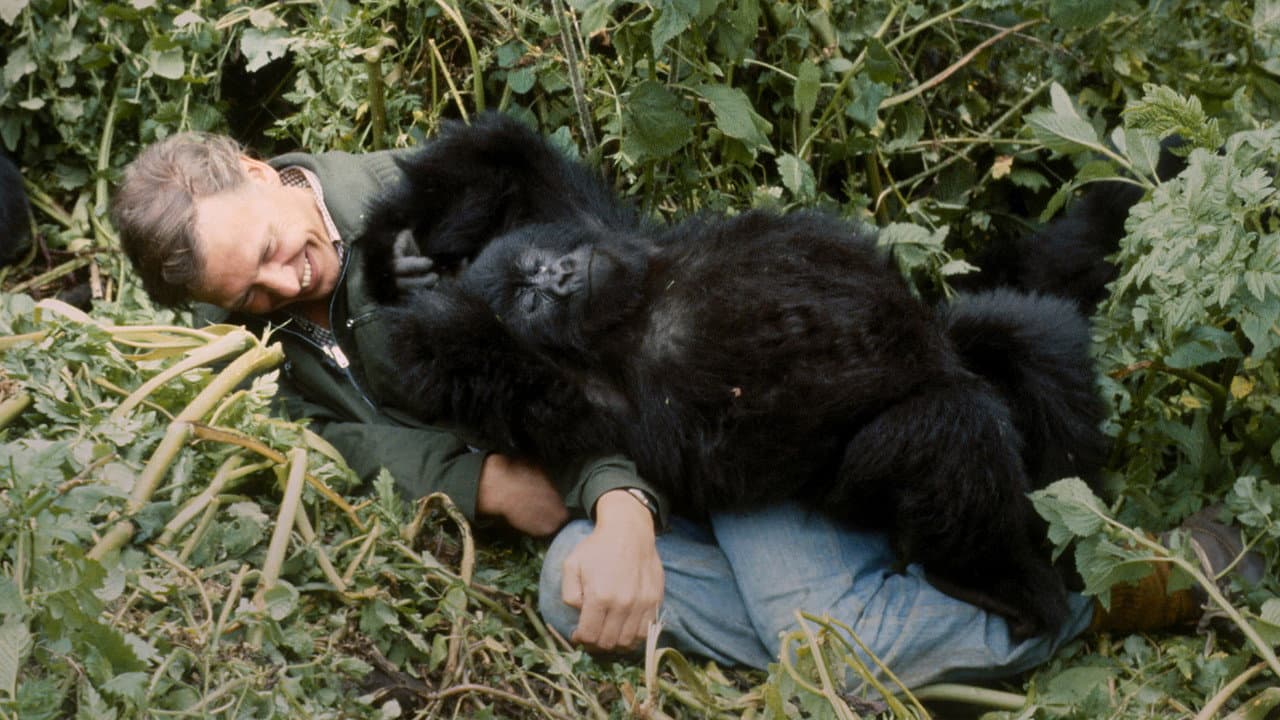 A Gorilla Story: Told by David Attenborough still 5