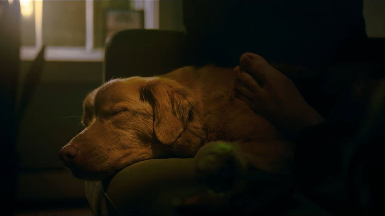 Good Boy still 6