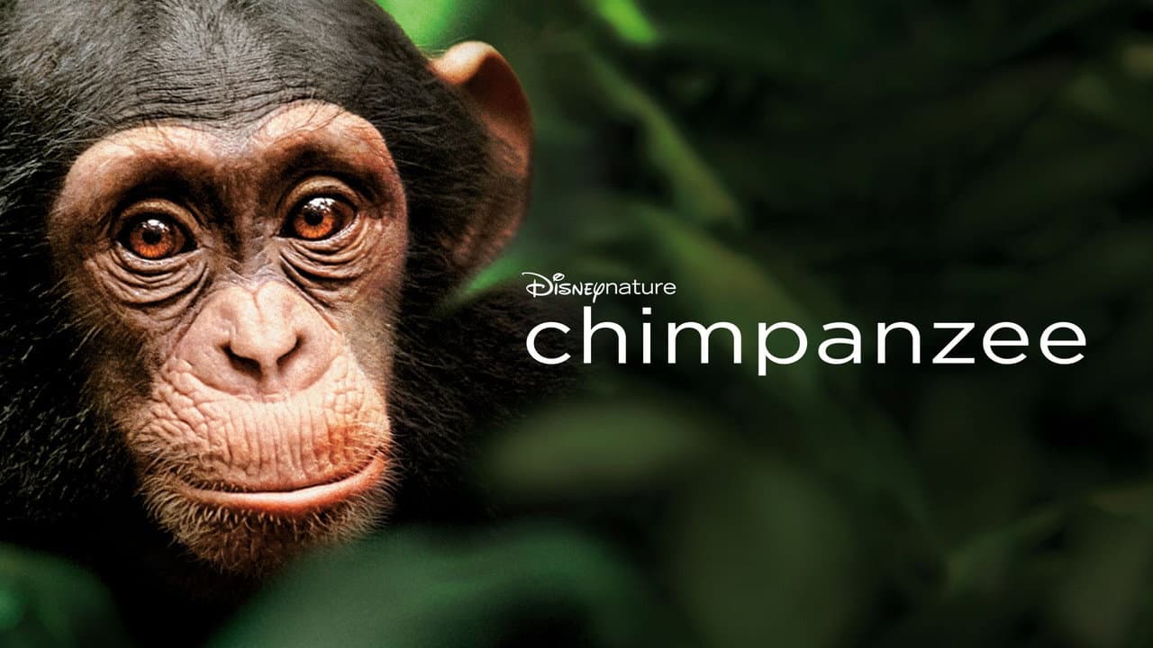 Chimpanzee still 2