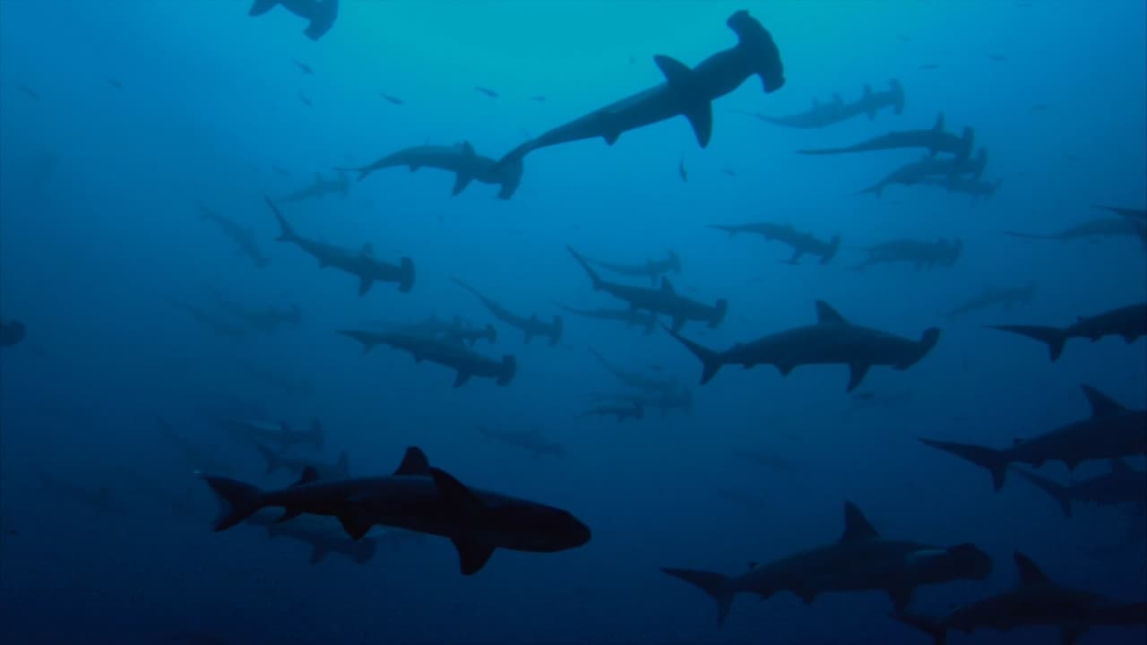 Sharkwater Extinction still 2