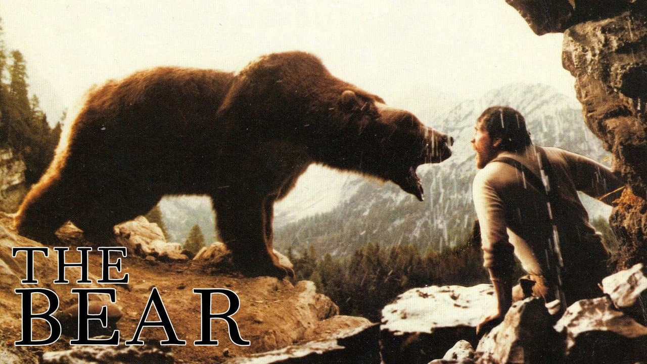 The Bear still 2