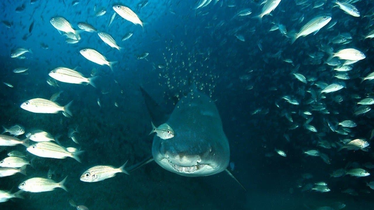 Deep Sea 3D still 1