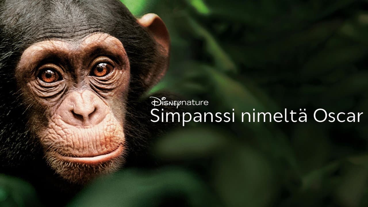 Chimpanzee still 5