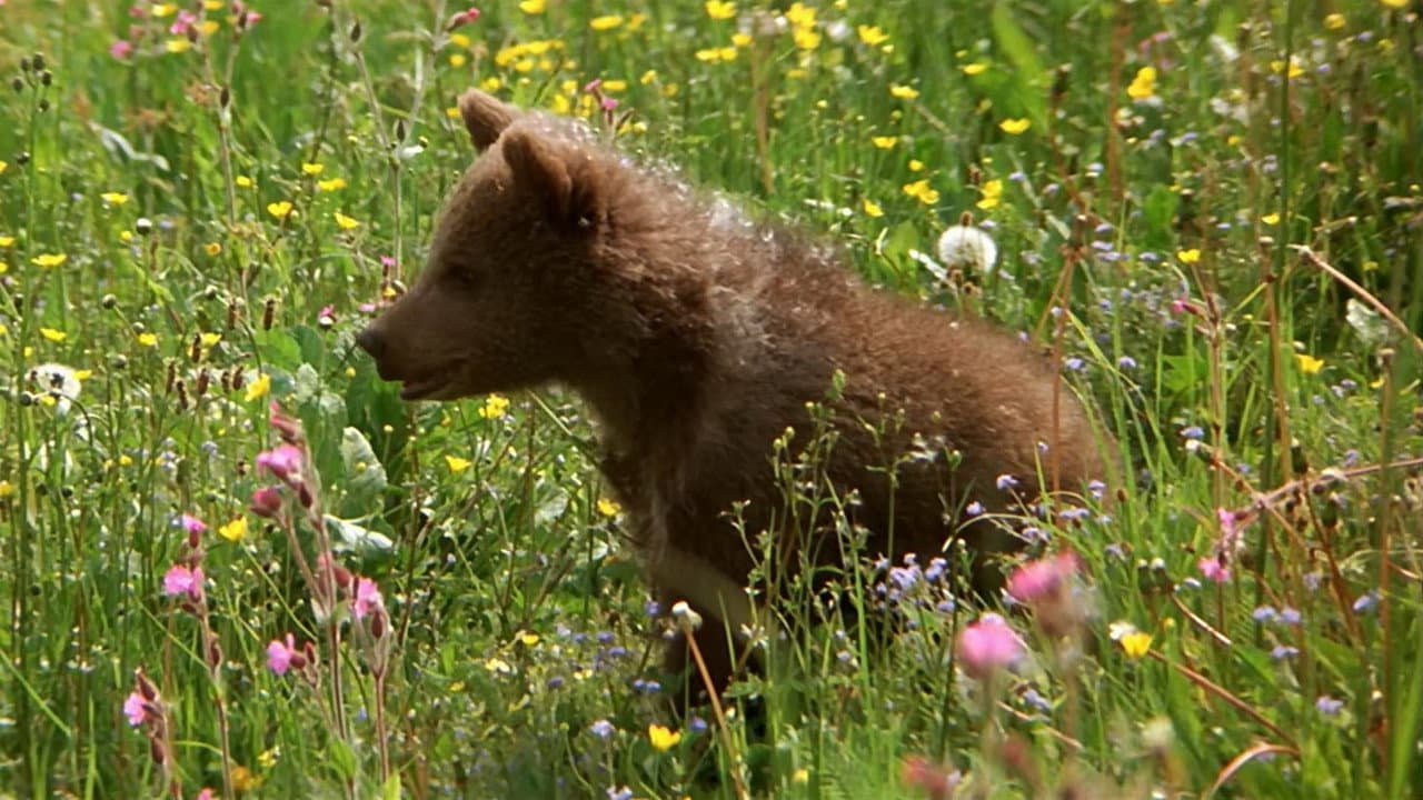 The Bear still 4