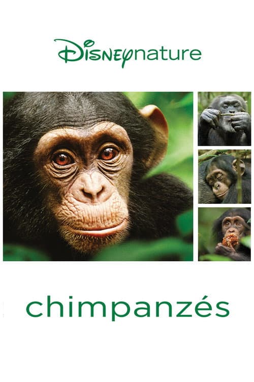 Chimpanzee still 8