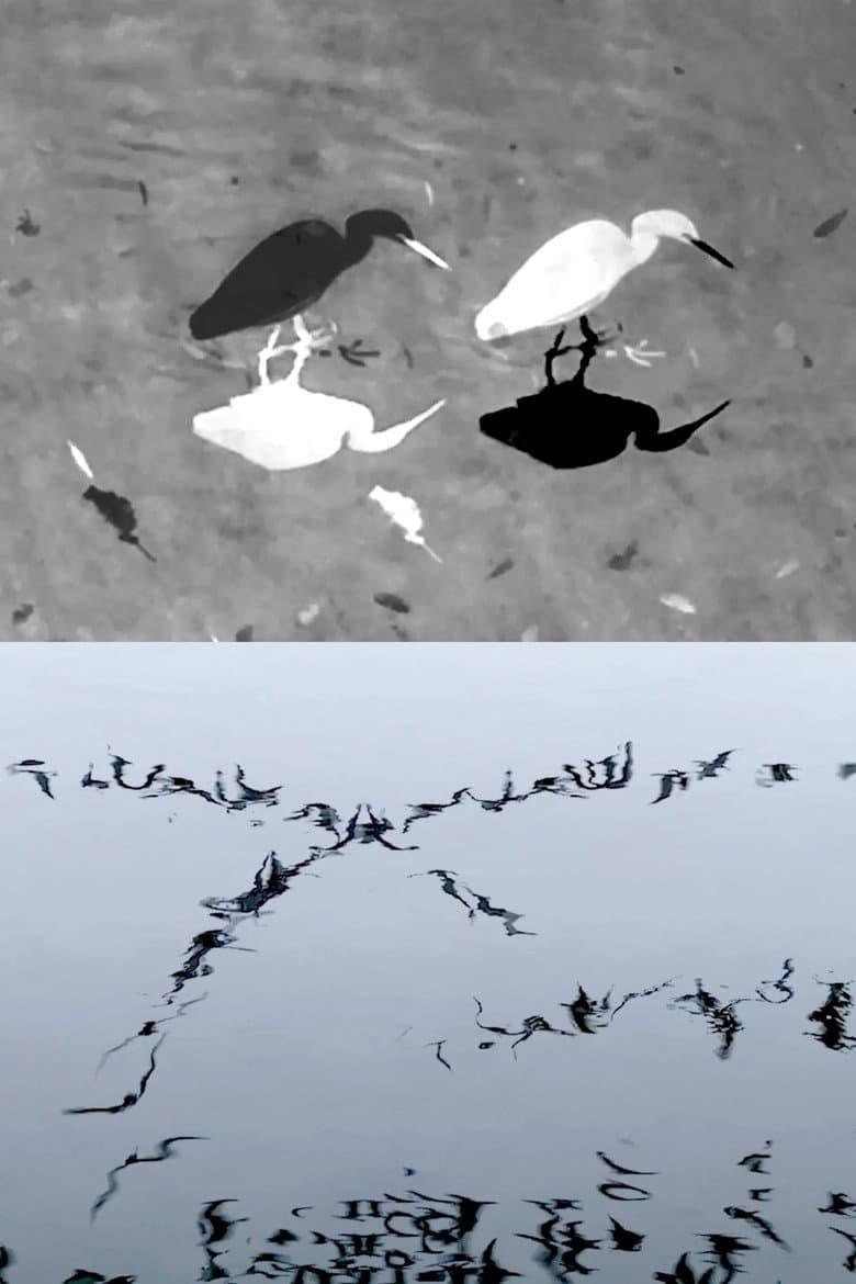 Animal Studies Preview: Egret, Seagull, Spider, Swans