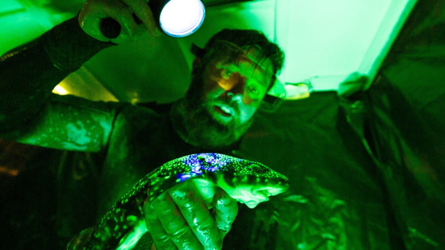 Alien Sharks: Untamed America Preview: What to Know