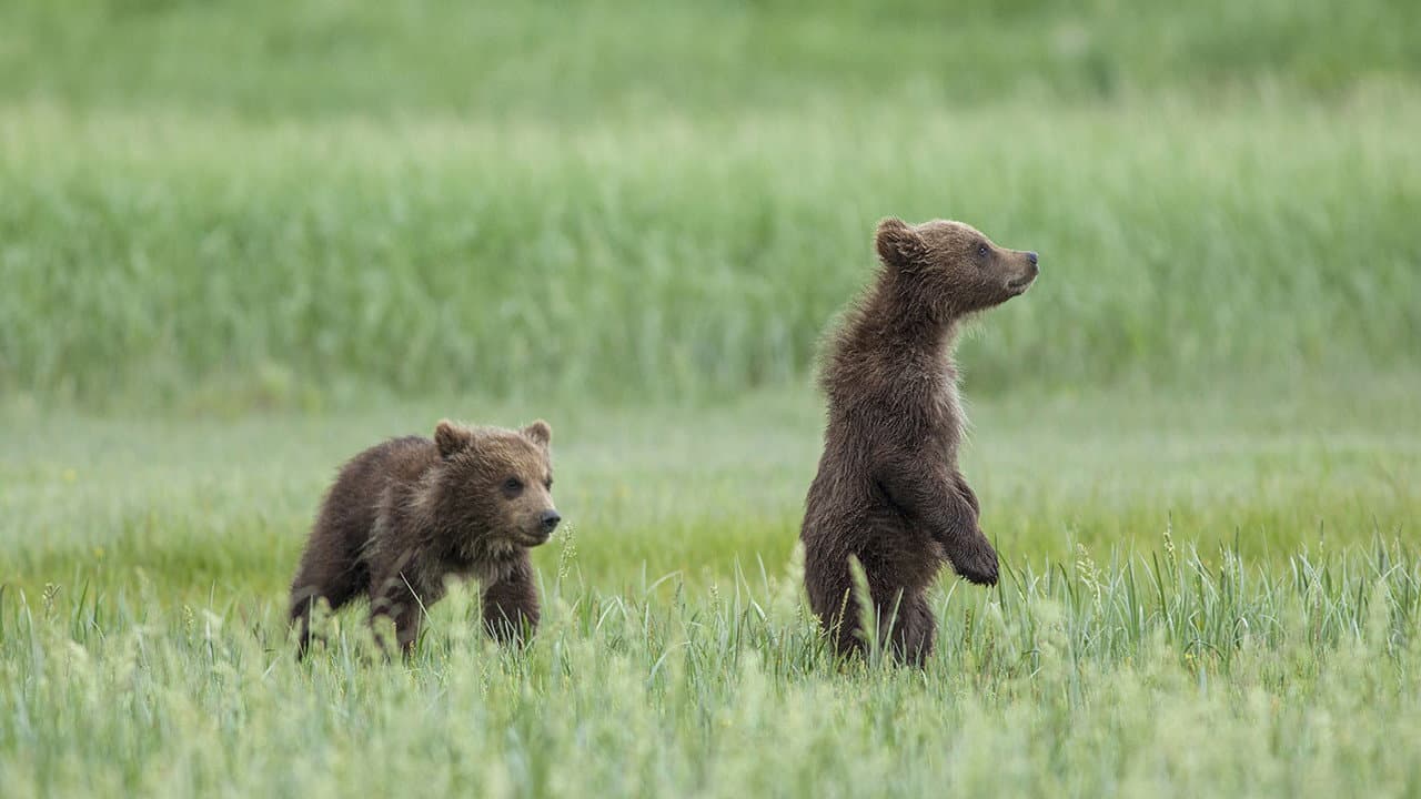 Bears still 8