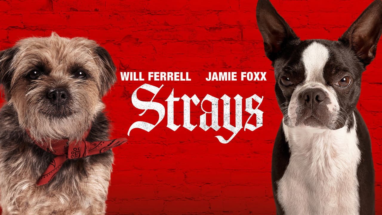Strays still 2
