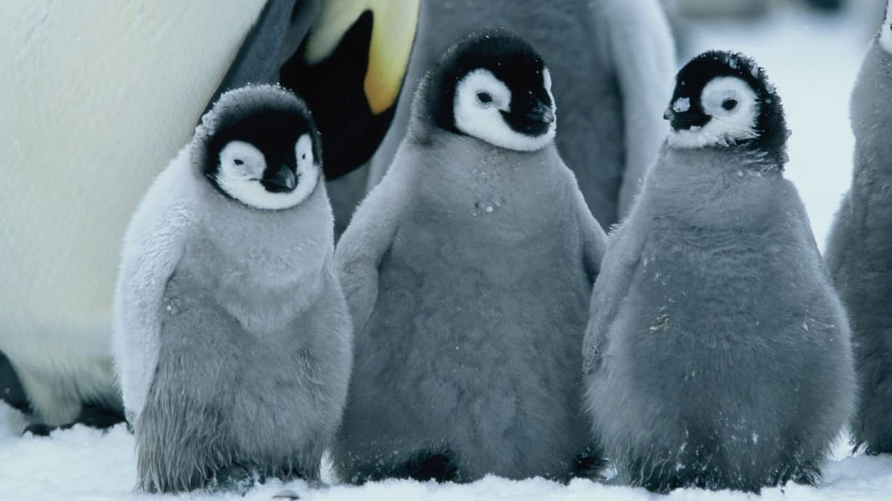 March of the Penguins still 8