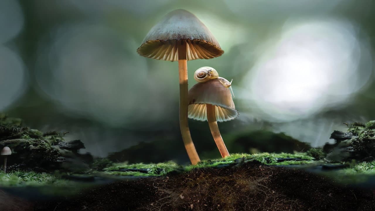 Fantastic Fungi still 8