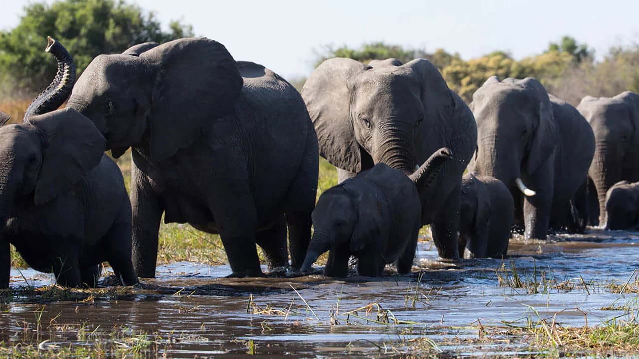 Elephant still 6
