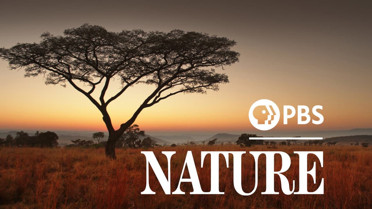 Nature Season 45 Review: PBS Wildlife Doc Still Soars still 7