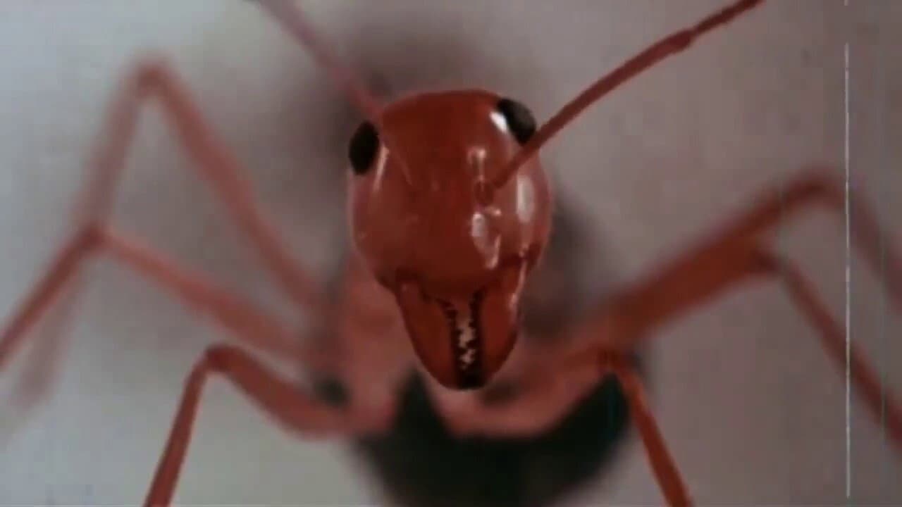 Phase IV still 7