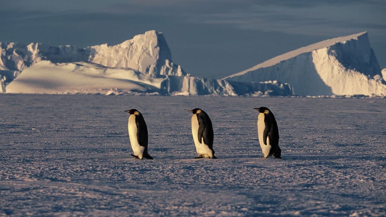 March of the Penguins still 5