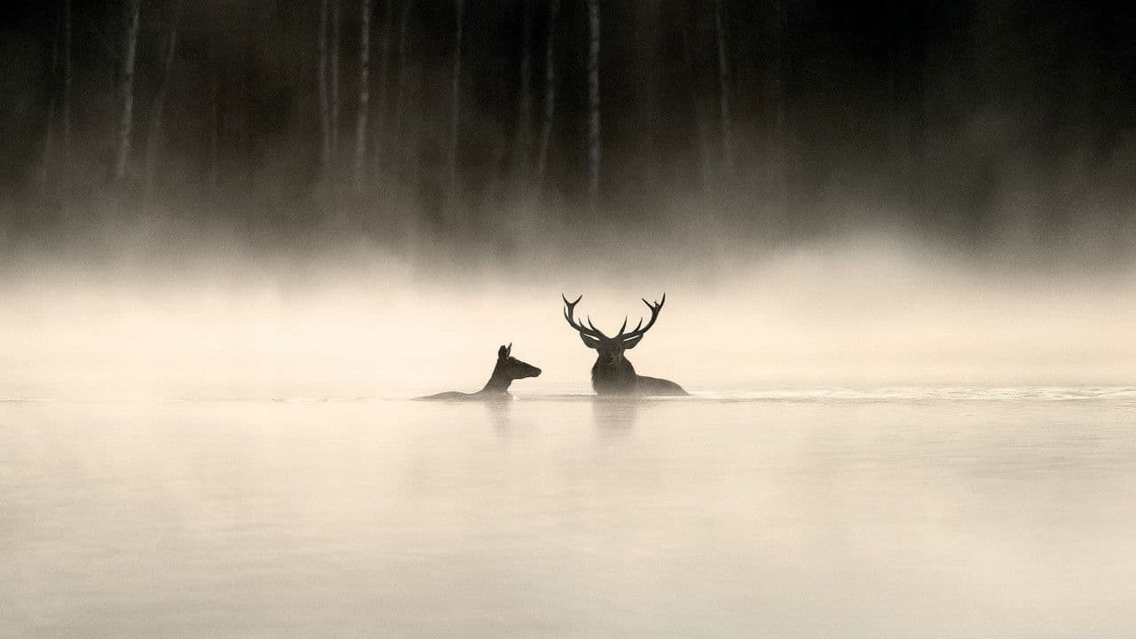 Whispers in the Woods still 1