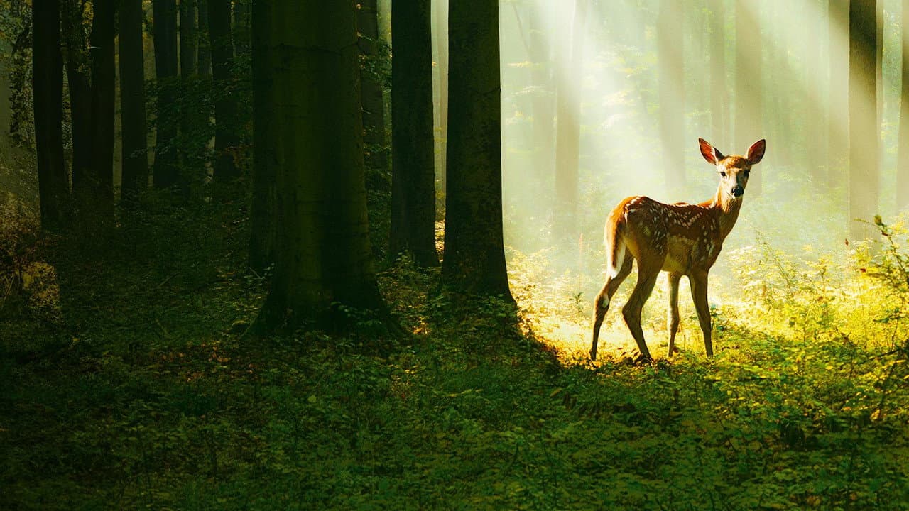 Bambi: A Tale of Life in the Woods still 5