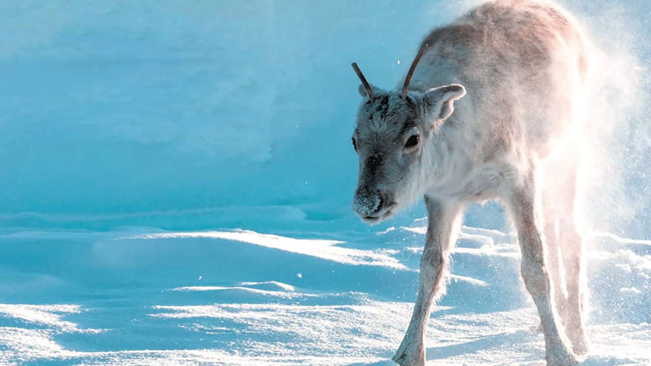 A Reindeer's Journey still 3