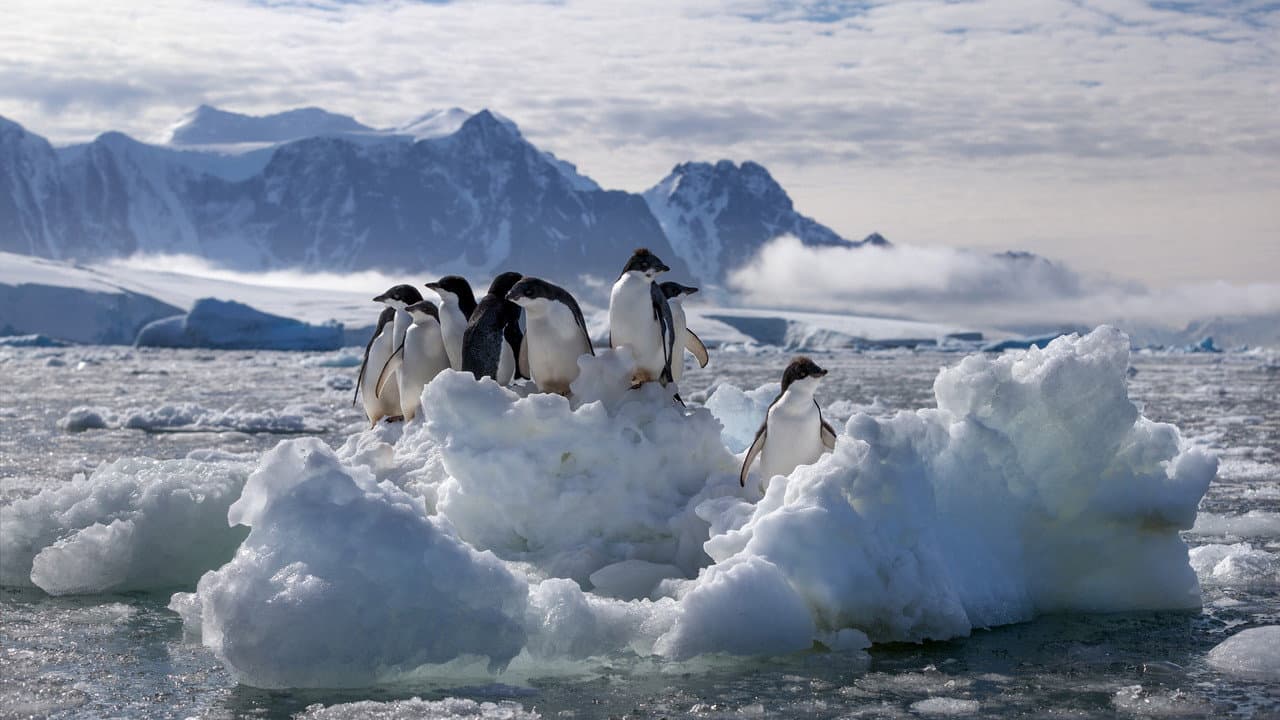 Penguins still 8