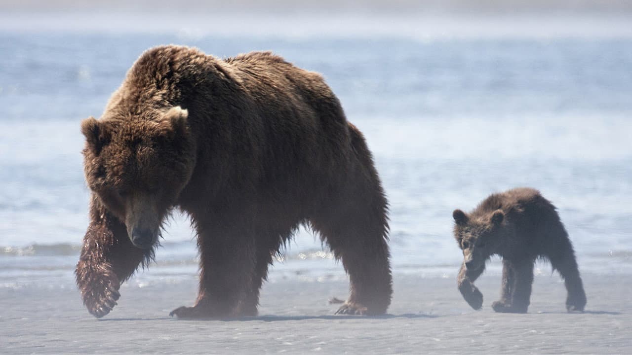Bears still 5
