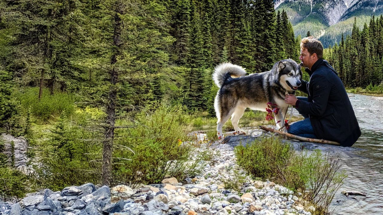 Hero Dog: The Journey Home still 2