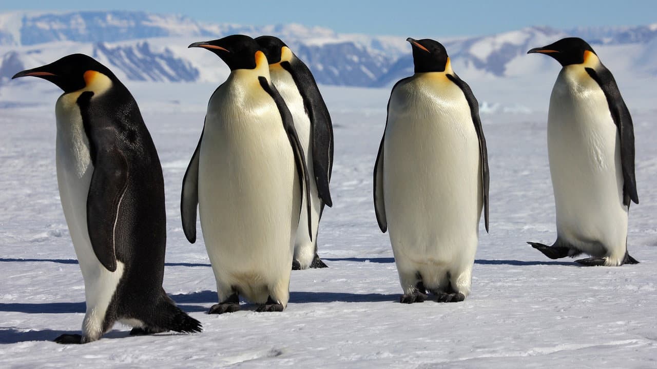 March of the Penguins still 2