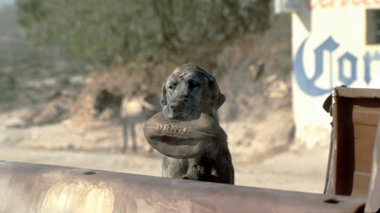 The Mexican still 8